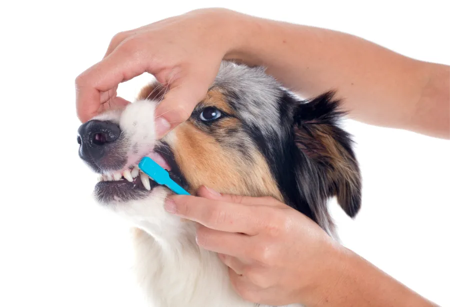 Premium Dog Teeth Cleaning in Las Vegas, NV