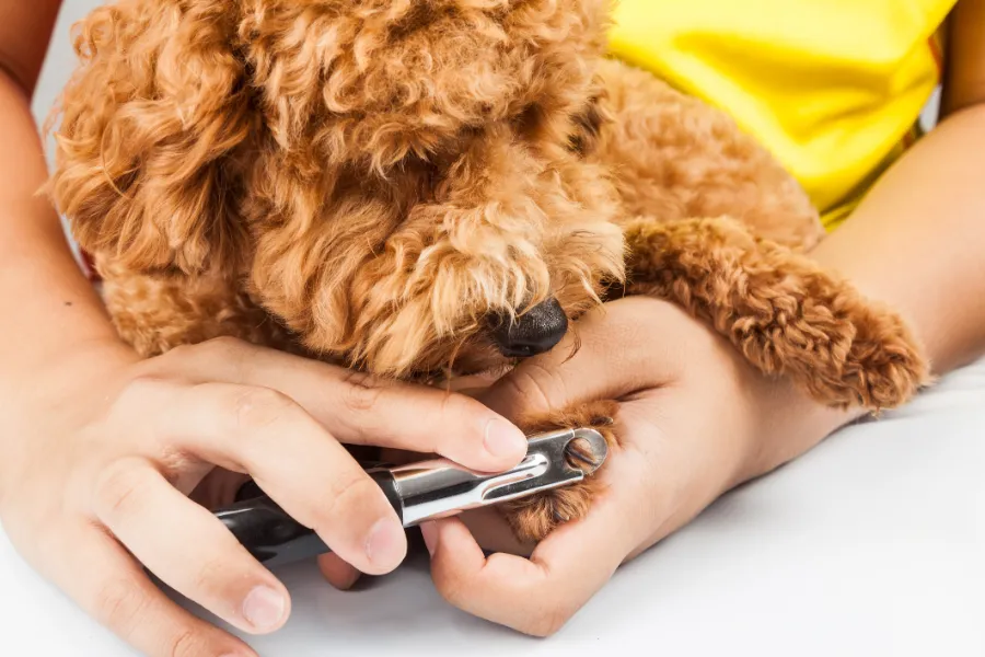 Professional Dog Nail Trimming in Las Vegas, NV