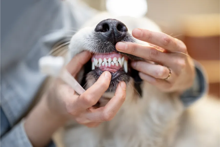 Reliable Dog Teeth Cleaning in Las Vegas, NV