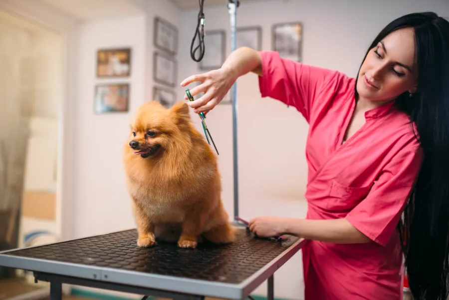 Reliable Puppy Grooming in Las Vegas, NV