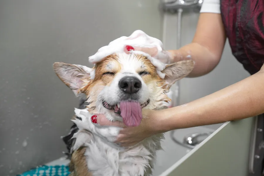 Reputed Dog Bathing in Las Vegas, NV