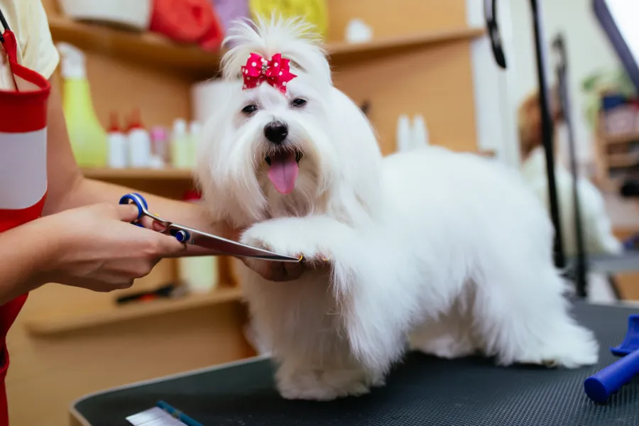 Trusted Puppy Grooming in Las Vegas, NV